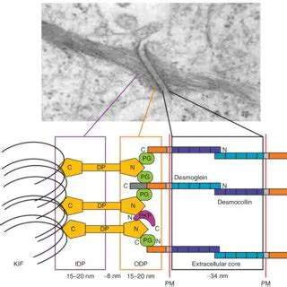 The Structure of Desmosomes
