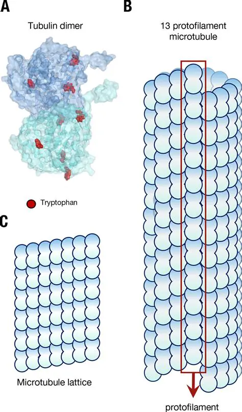 The Structure of Microtubules