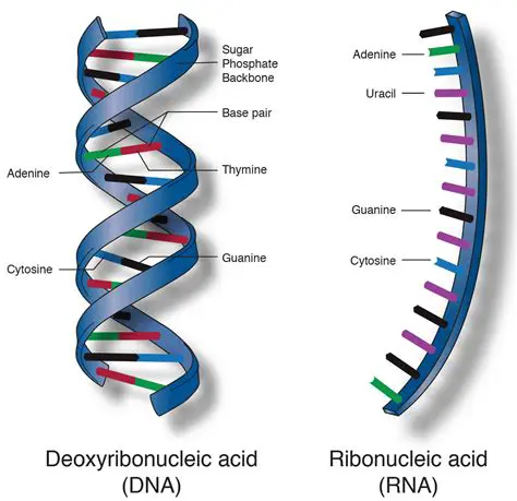 The Structure of Nucleic Acids