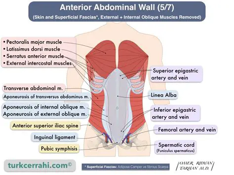 The Structure of the Abdominal Wall