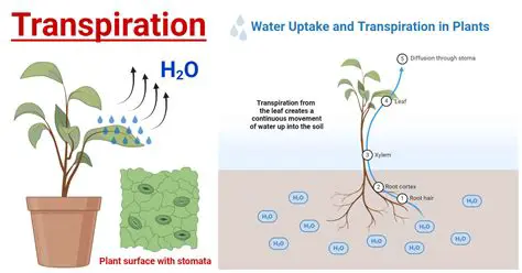 The Structure Responsible for Transpiration