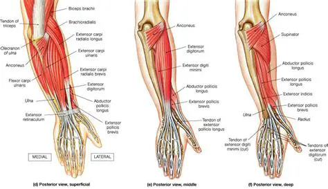 The Superficial Posterior Compartment of the Forearm