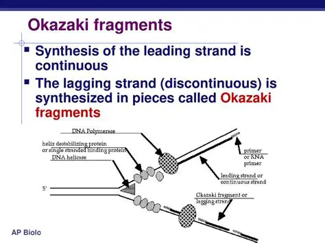 The Synthesis of Okazaki Fragments