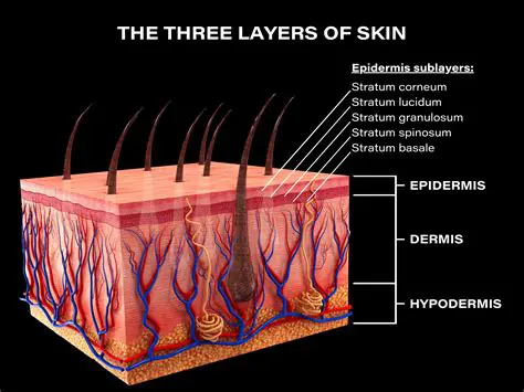 The Three Major Layers of Skin