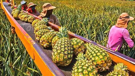 The Total Cost of the Pineapples