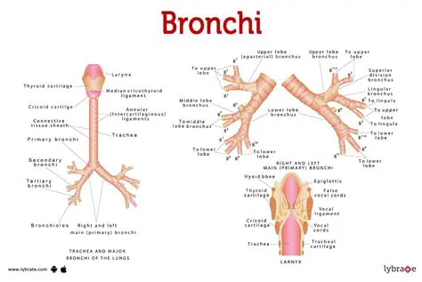 The Trachea Splits into the Right and Left Bronchi
