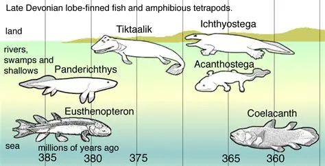 The Transition from Fish to Tetrapods