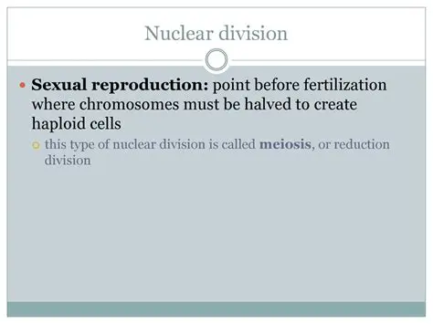 The Two Rounds of Nuclear Division