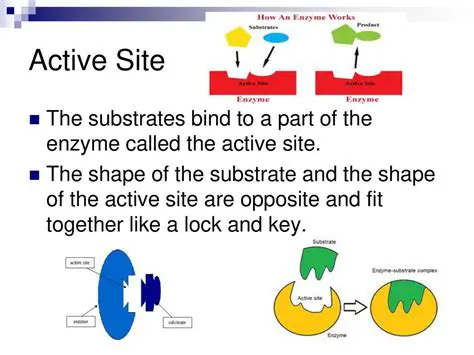 The Unique Shape of the Active Site