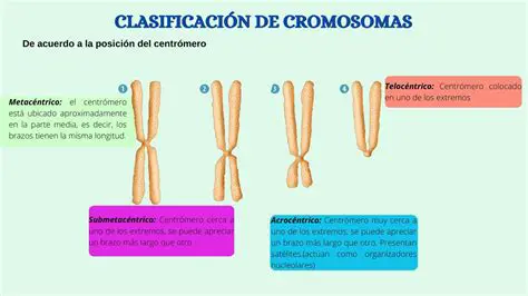 Tipos de cromosomas en las nutrias