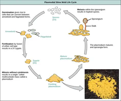 Tips for Exploring Protists