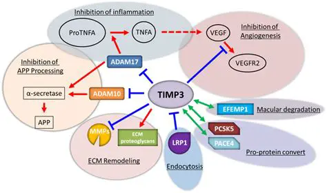 tissue inhibitors of metalloproteinases