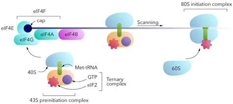 to strengthen the role of the DPRD in the initiation function