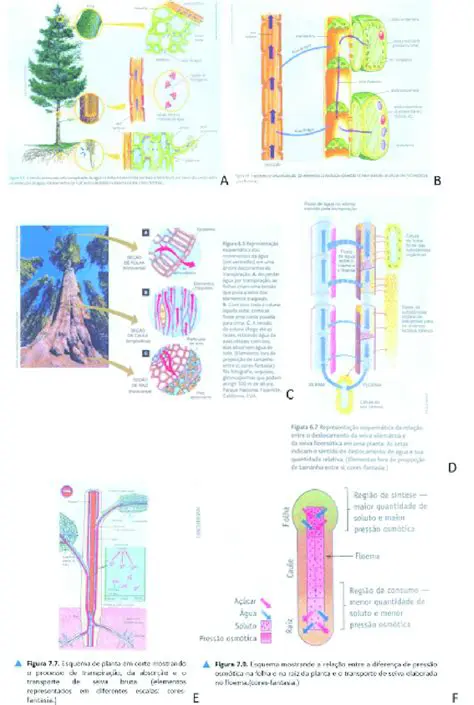 Transporte da seiva bruta e elaborada