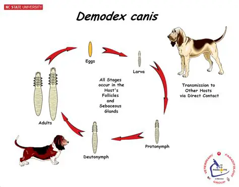 Tratamento do Demodex canis