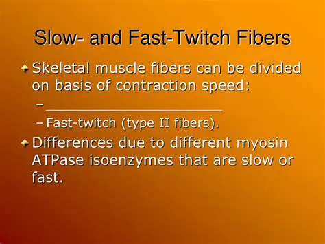 Type 1 Fiber Twitch Contraction