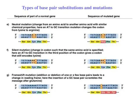 Types of Base Pair Substitutions