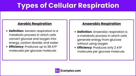 Types of Cellular Respiration