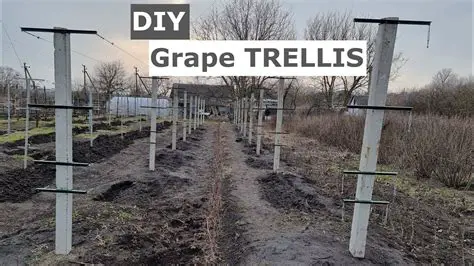 Types of Grapevine Trellises