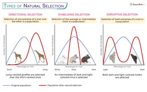 Types of Natural Selection