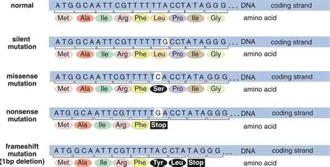 Types of Nucleotide Mutations