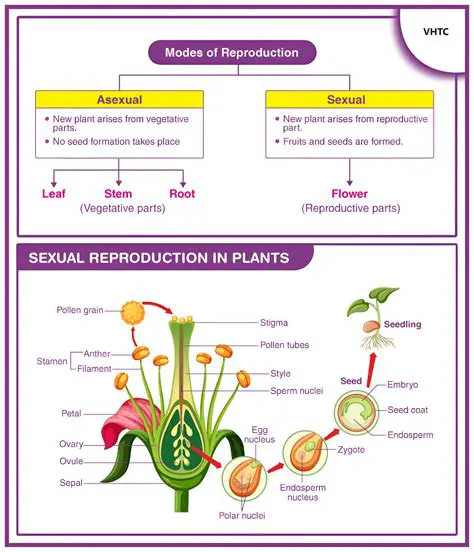Types of Plant Reproduction
