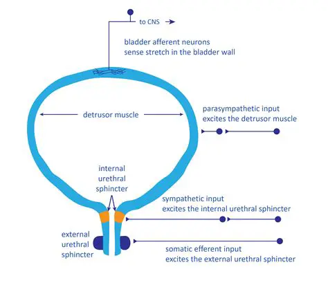 Types of Urinary and Sphincter Muscles