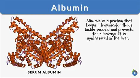 Understanding Albumin and Its Role in the Body