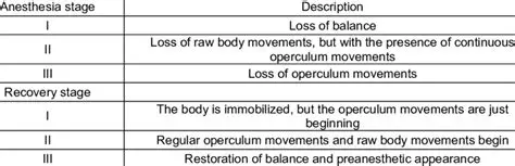 Understanding Anesthetic Stages