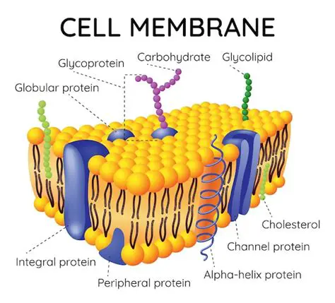 Understanding Cell Membrane Channels