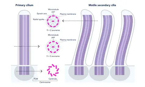 Understanding Cilium Addon Stages