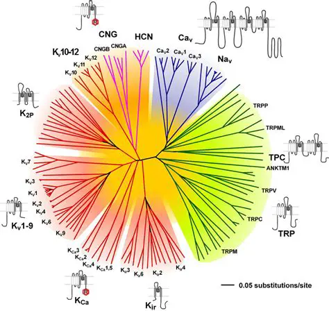 Understanding Cloned Channels