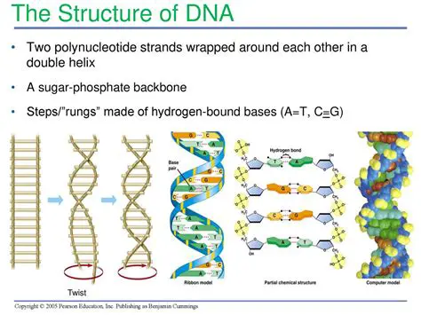 Understanding DNA Replication
