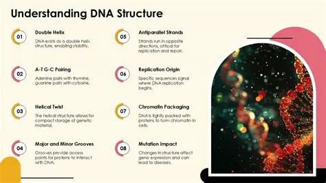Understanding DNA Structure
