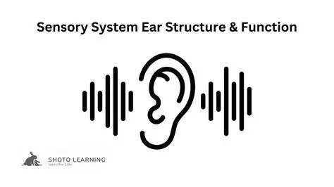 Understanding Ear Structure