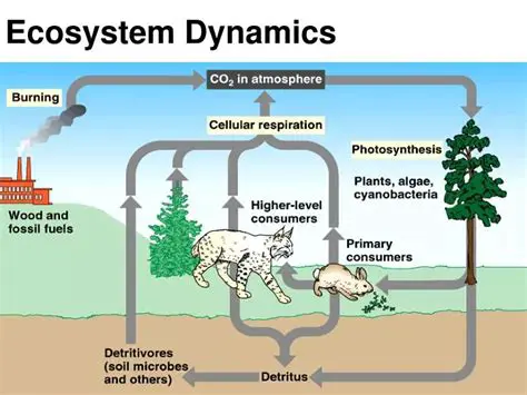 Understanding ecosystem dynamics