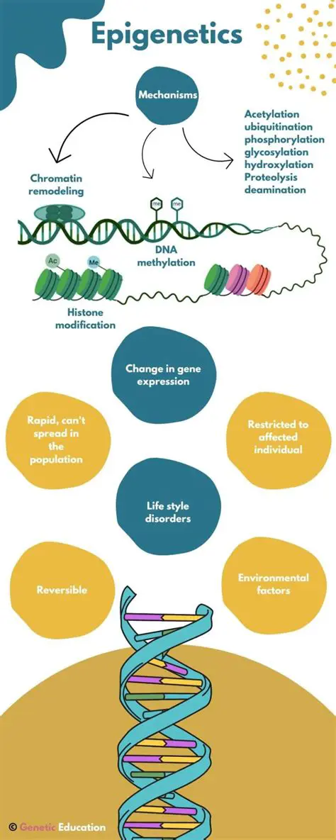 Understanding Epigenetic Patterns