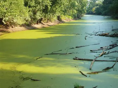 Understanding Eutrophication