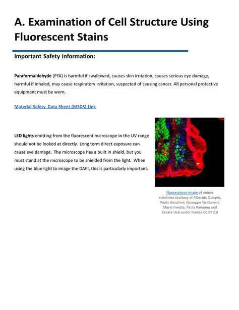 Understanding Fluorescent Stains