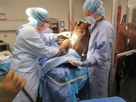 Understanding General Anesthesia in Horses