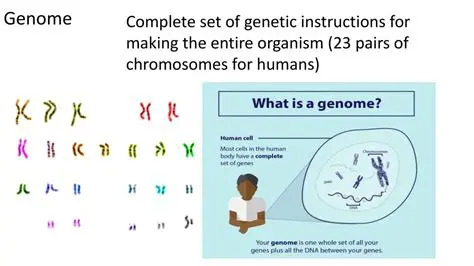 Understanding Genetic Instructions
