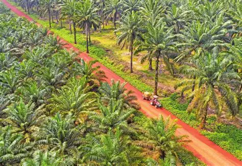 Understanding Income and Costs in Plantation Companies
