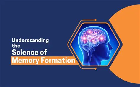 Understanding Memory Formation