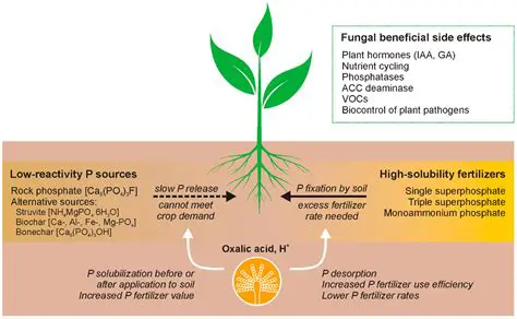 Understanding Phosphorus Availability in Soil