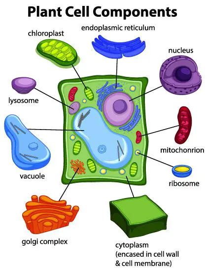 Understanding Plant Cell Components
