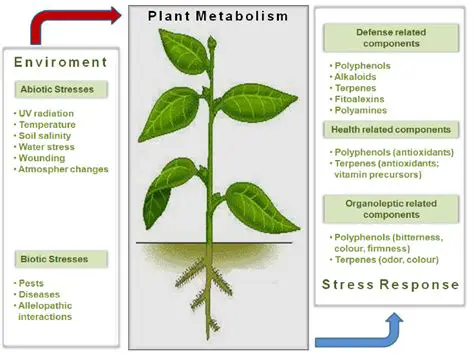 Understanding Plant Metabolism