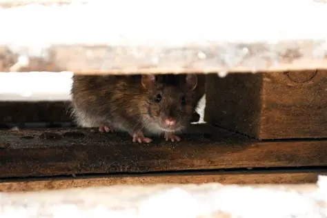 Understanding Rat Behavior and Habitat