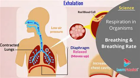 Understanding Respiratory Rate