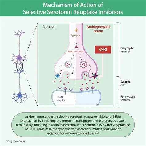 Understanding Serotonin Reuptake Inhibitors