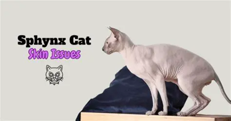 Understanding Sphynx Cat Skin